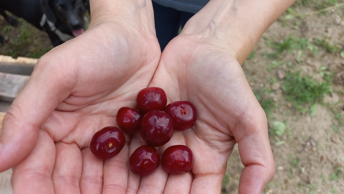 Это и другие фото в статье сделаны автором и принадлежат ему на условиях авторского права