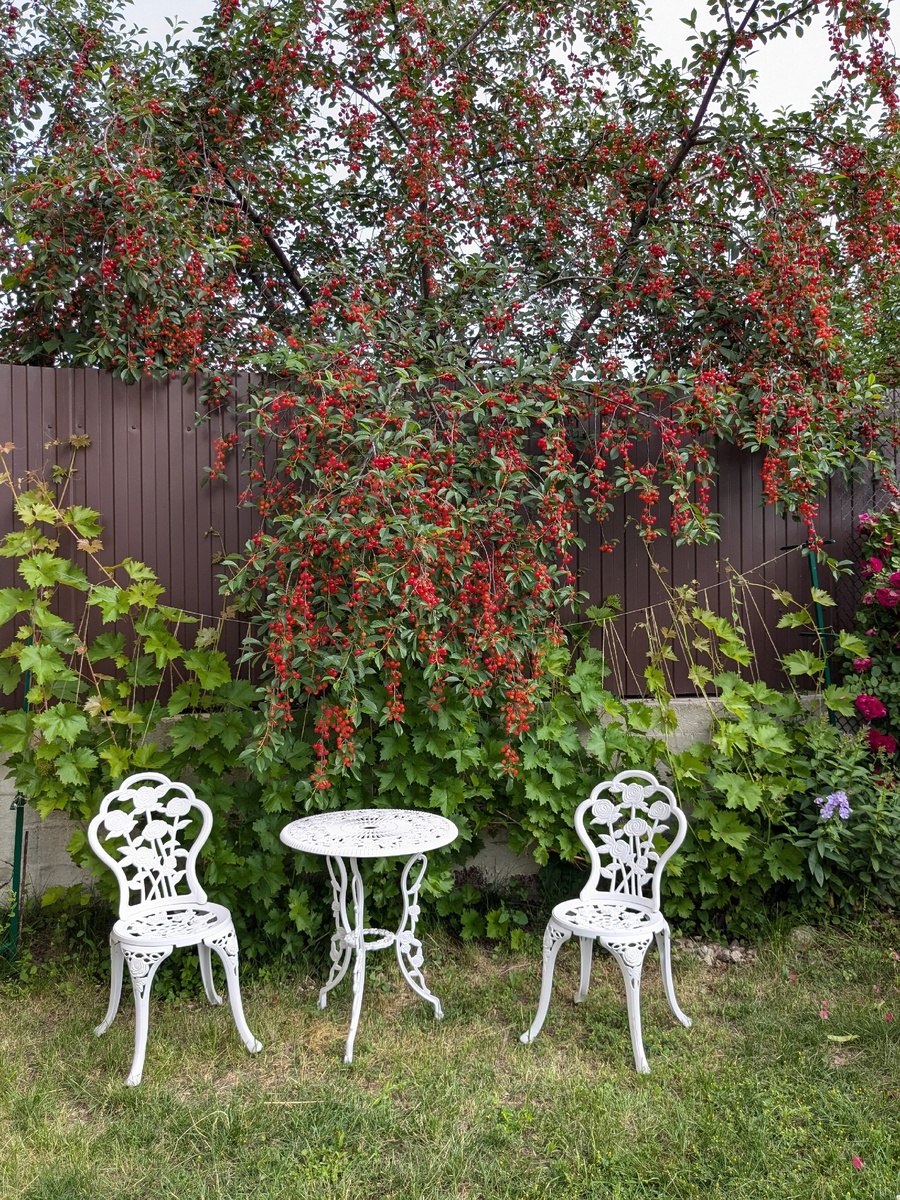 Никогда ветви черешни еще не склонялись так низко