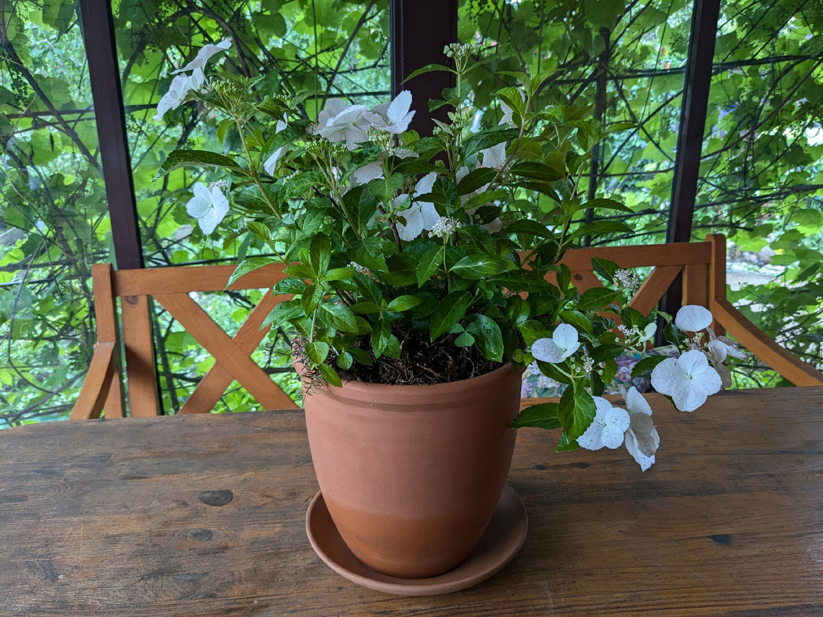 Гибридная гортензия Runaway Bride