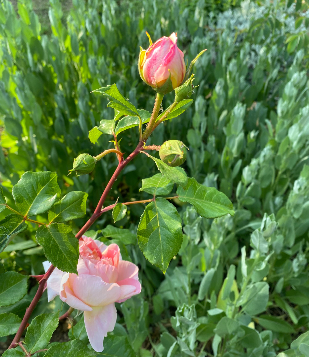 Абрахам Дерби 