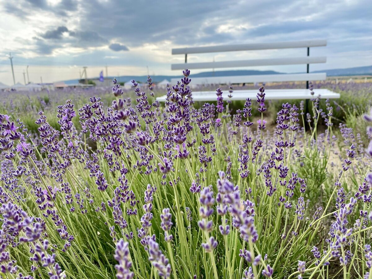 Село Тургеневка