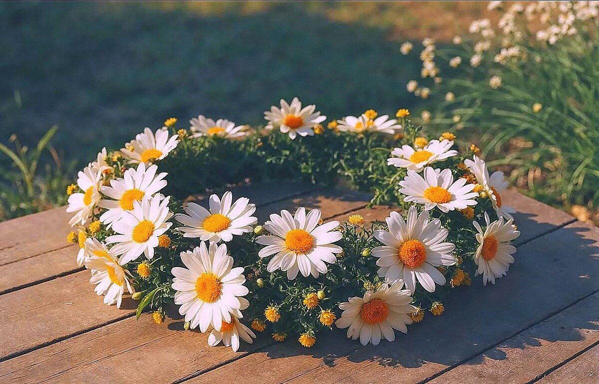 Солнцеворот.