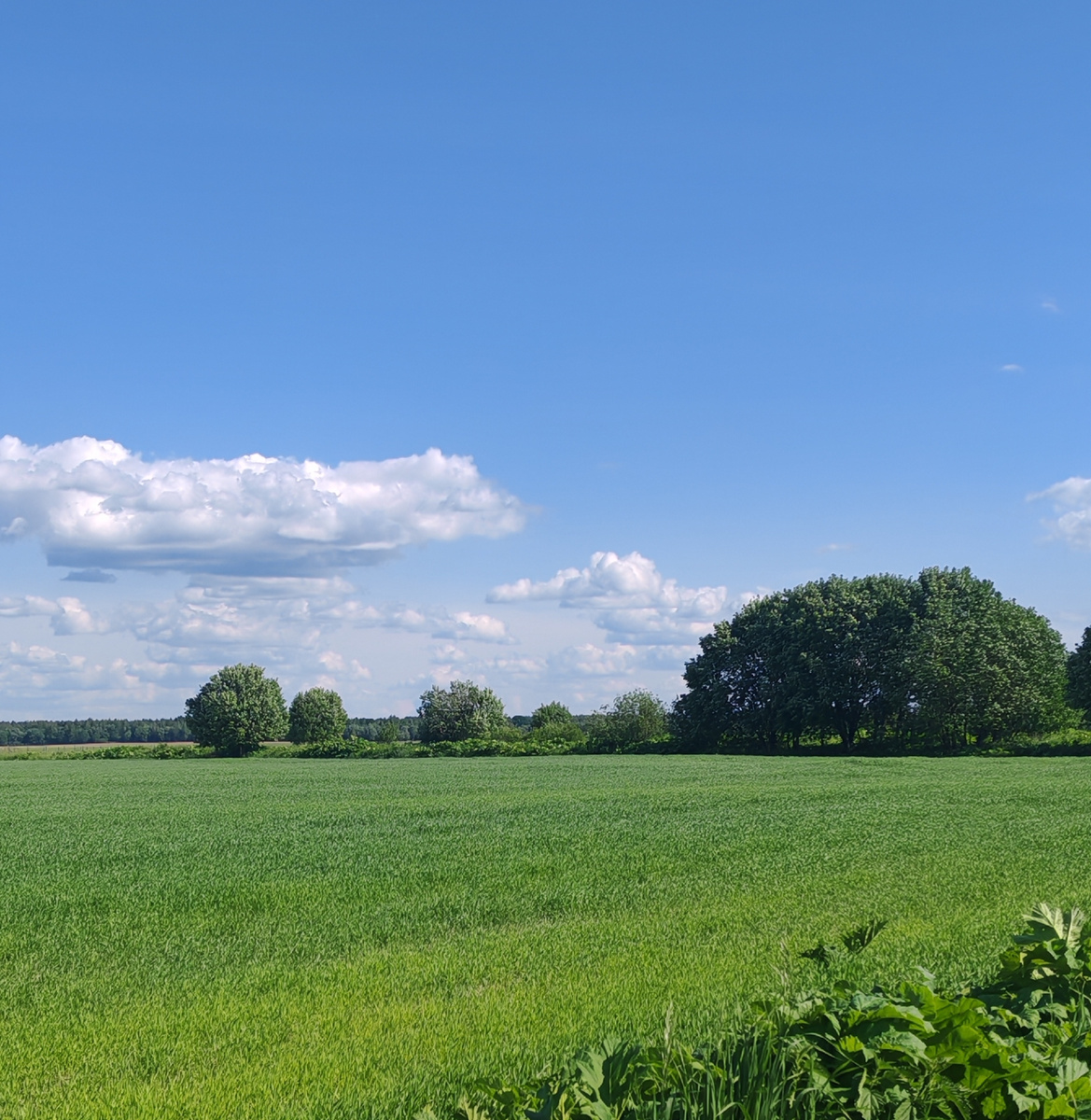  фото сделано со стороны нашего  участка. Вооон, слева в самом углке, если присмотреться,    столбы видно . Забора пока нет, вот гость там  и улёгся!)