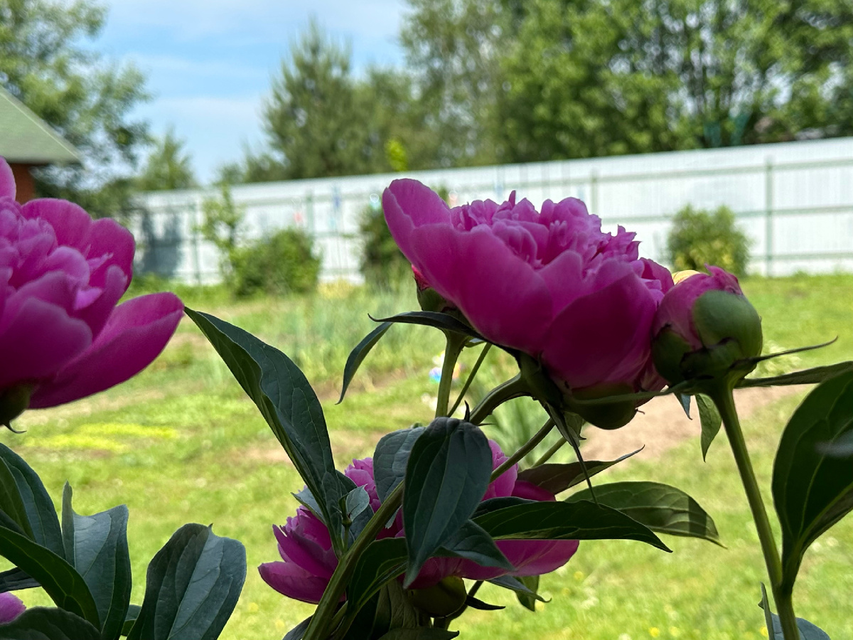 Так устроена дачная жизнь, что все в ней требует времени и сил.