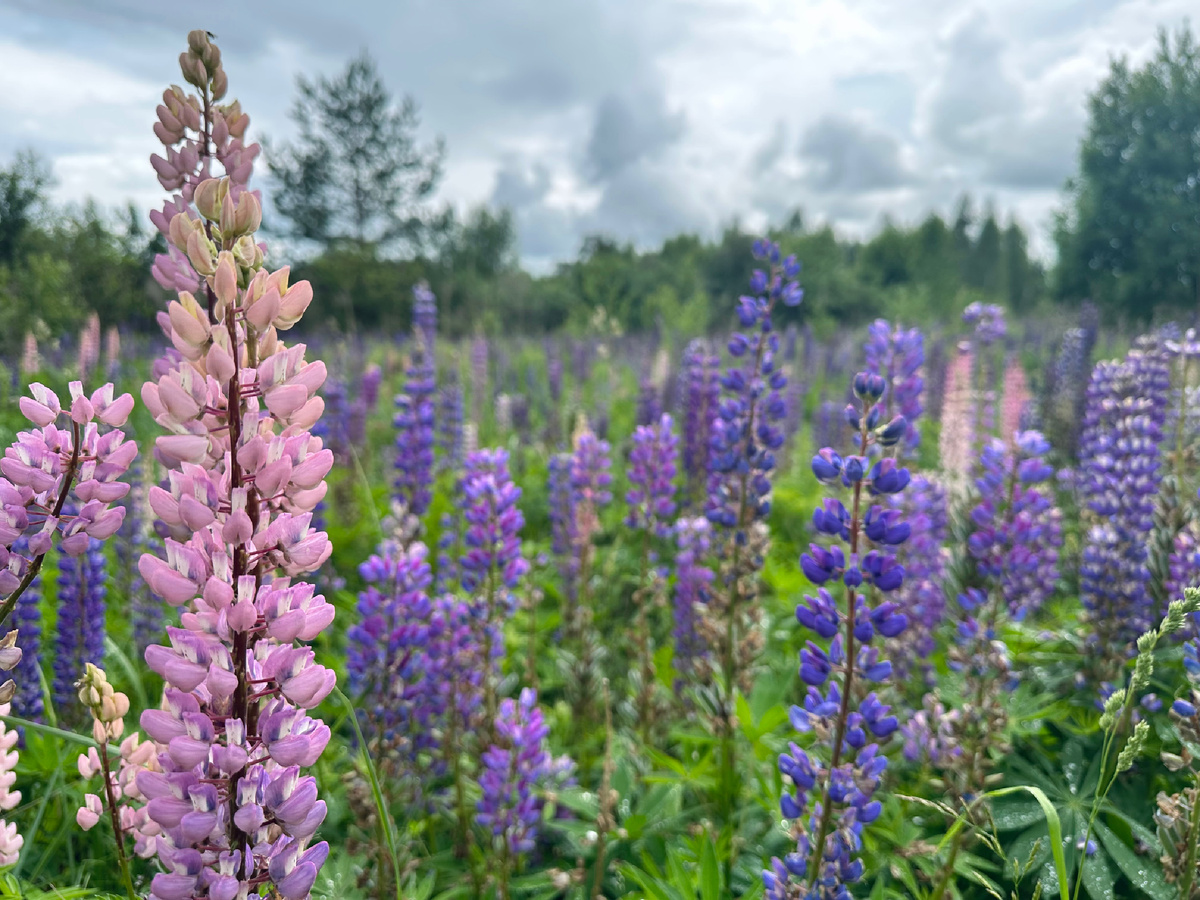 Где еще могут быть такие виды, как не за городом?