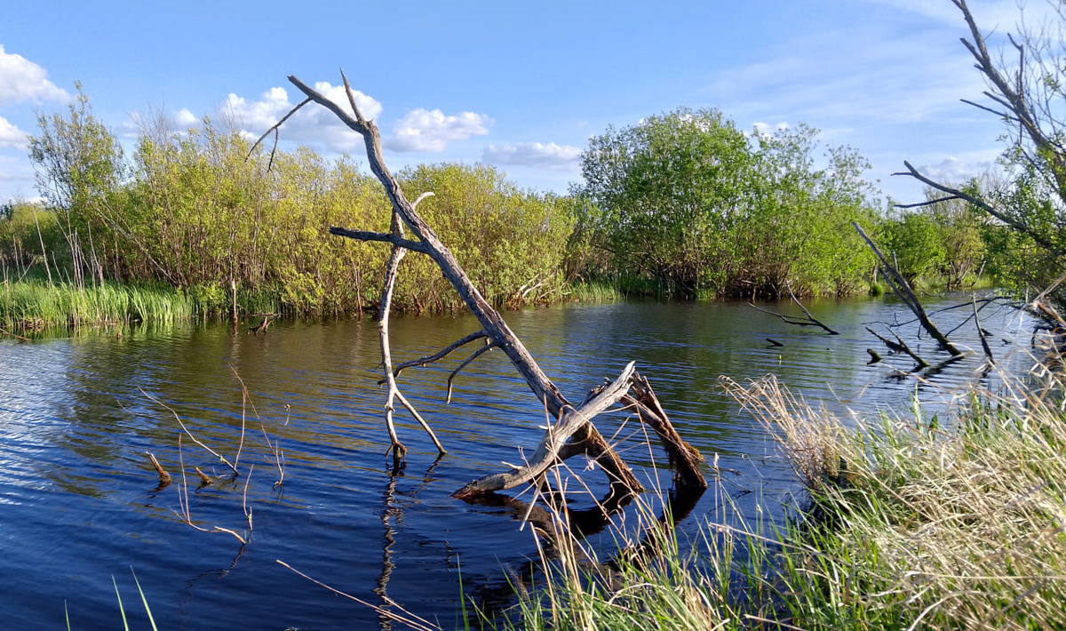 Многокилометровые печорские каналы – коряги, кусты и… крупные караси. Здесь и далее все фото и видео из архива автора