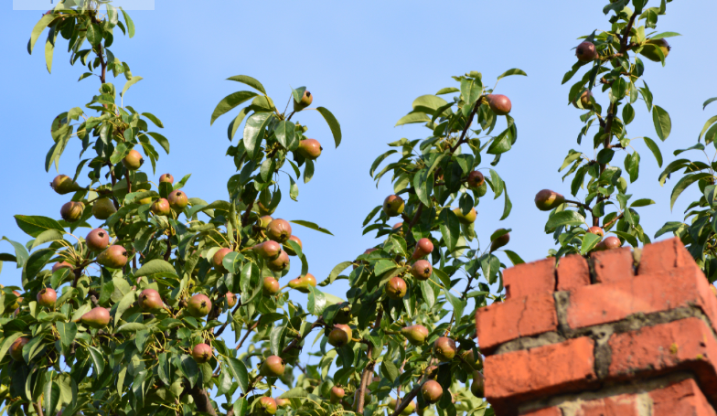 Фото автора. 15.06.2025. Груша выросла выше кухонного дымохода. Плоды ещё только набирают вес и спелость. Поднимаясь ближе к солнцу.