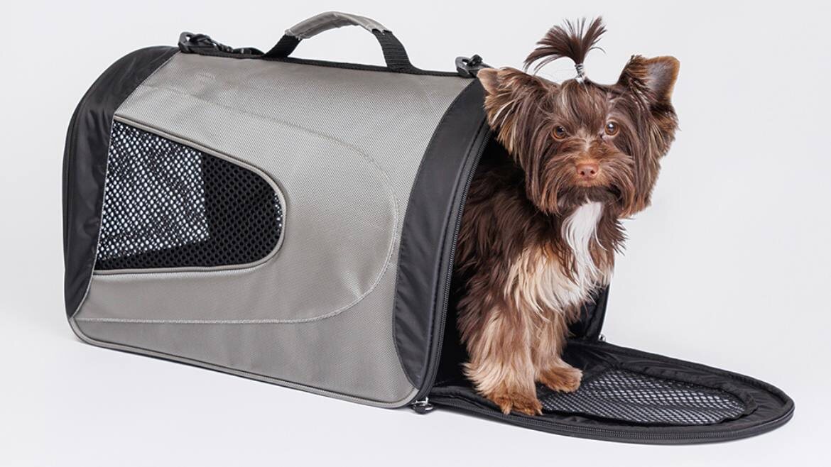 Йоркширский терьер в сумке-переноске