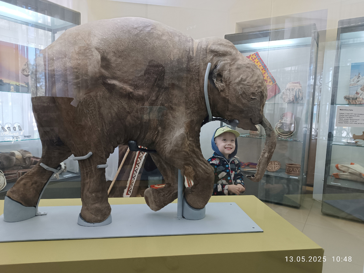 Мамонтёнок Люба на выставке в музее "Горгиппия".
