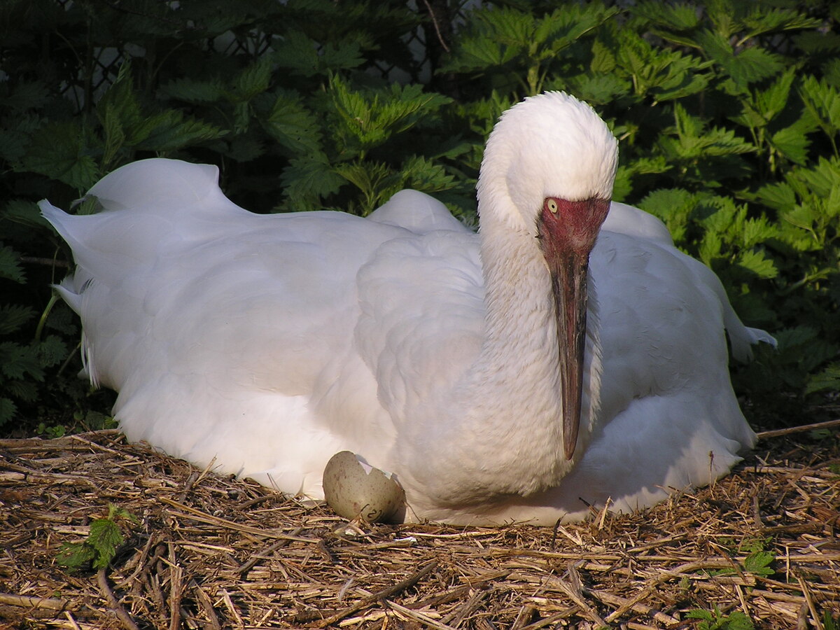 Фото предоставлено сотрудниками Питомника редких видов журавлей