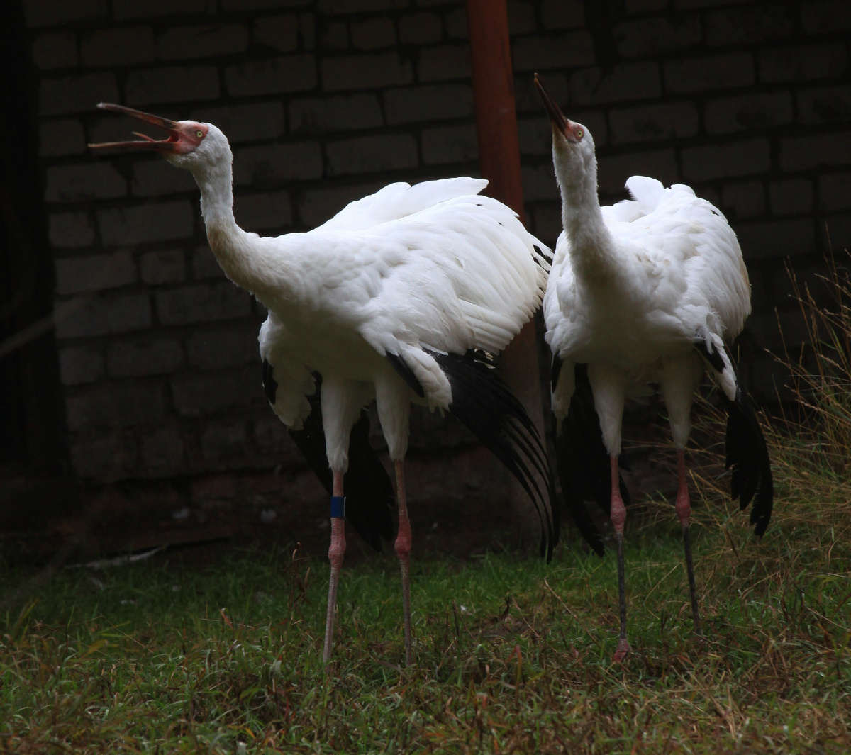 Пара стерхов