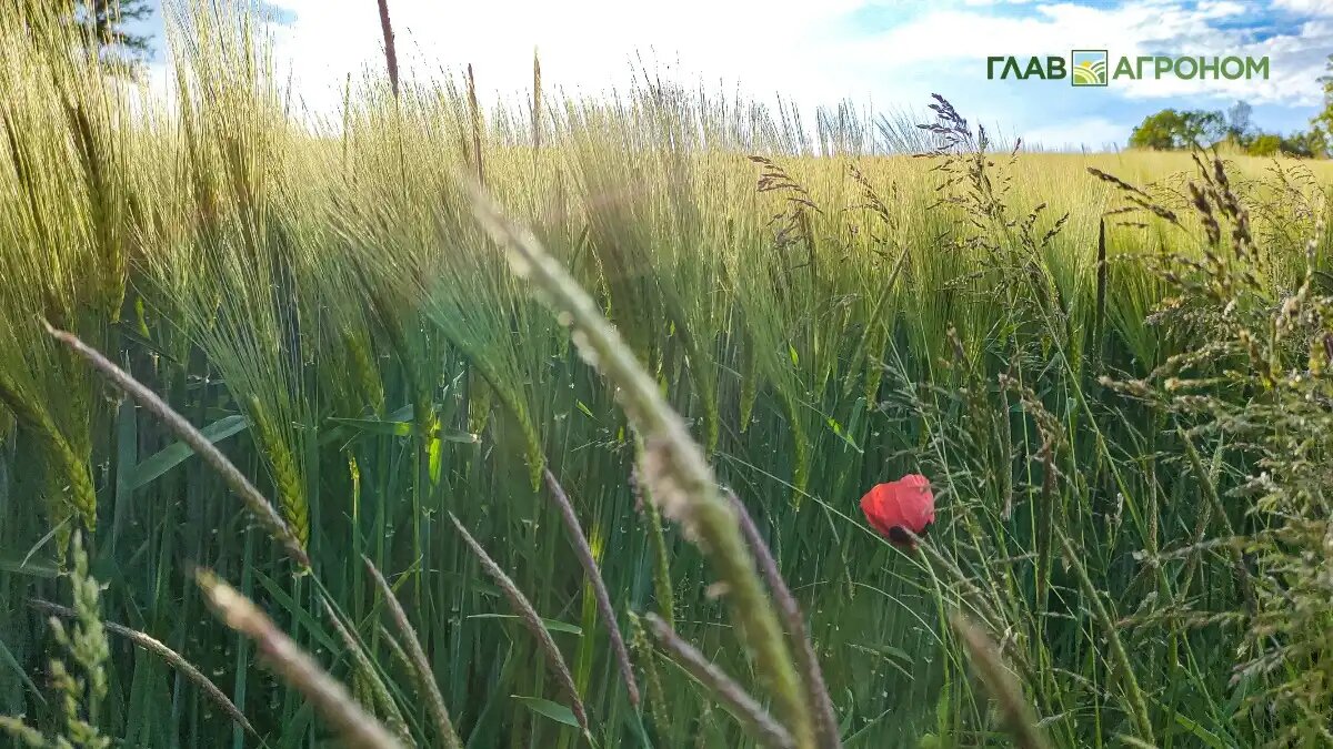 Фото:Александр Маментович
Устойчивость организма к двум или нескольким пестицидам из разных химических классов с одинаковым механизмом действия называется перекрестной резистентностью