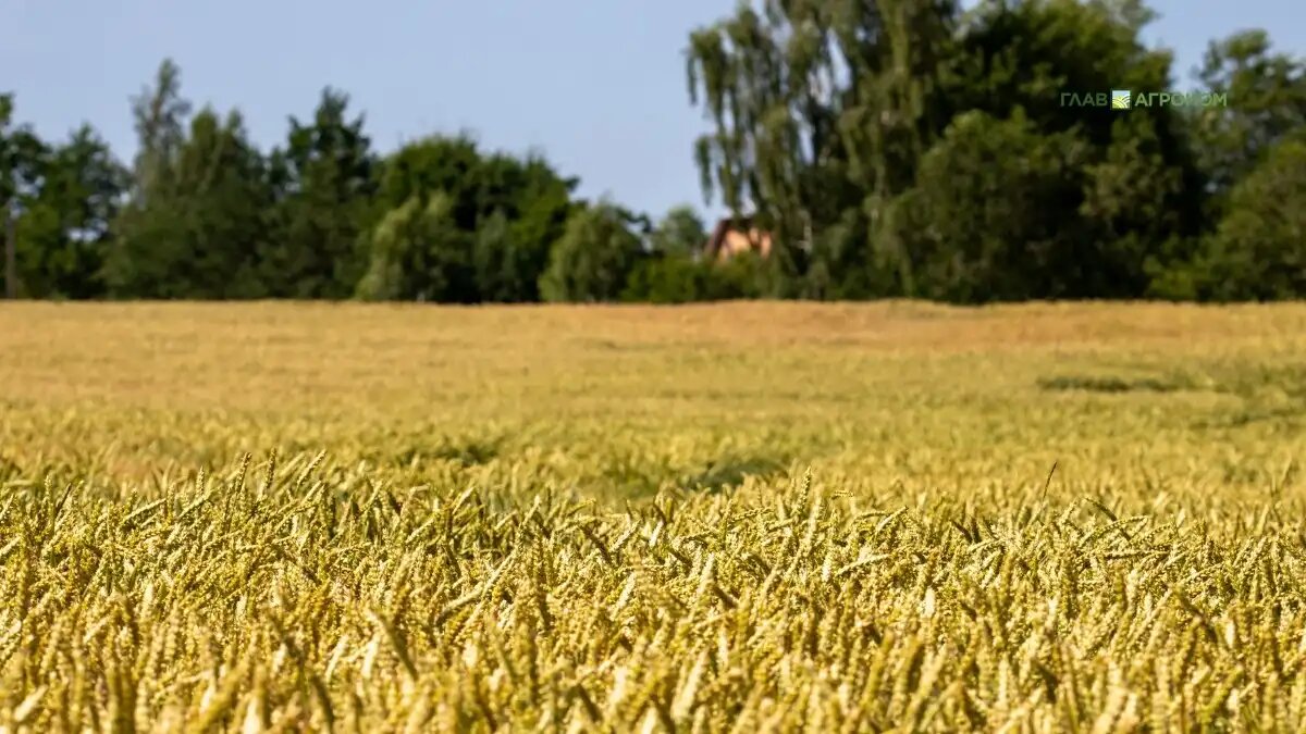 Фото:© Николай Петроченко / Glavagronom.ru
Обработку пестицидами необходимо проводить в утренние или в вечерние часы без солнечных лучей при скорости ветра до 4 метров в секунду