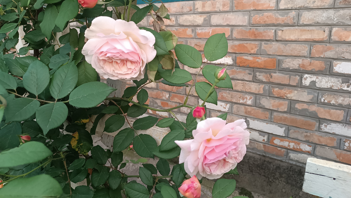 Роза Э Шропшир Лэд. канал Мой Розовый мир