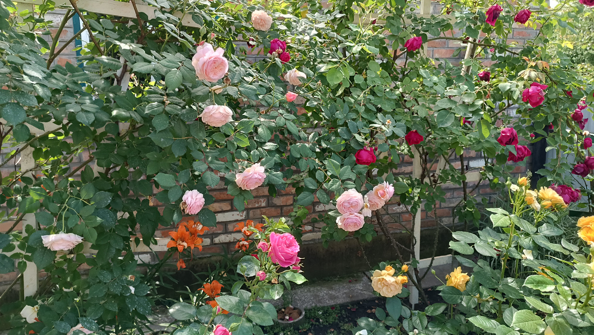 Роза Э Шропшир Лэд. канал Мой Розовый мир.