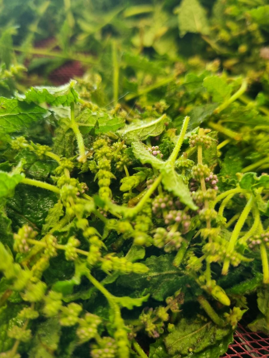 Земляничная мята