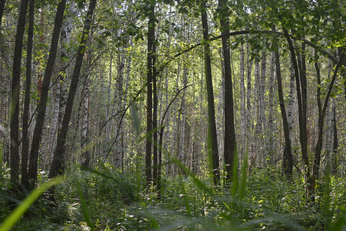 Лес на Сурском водохранилище 