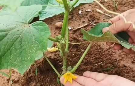 Цветение огурцов при нехватке элементов питания. 