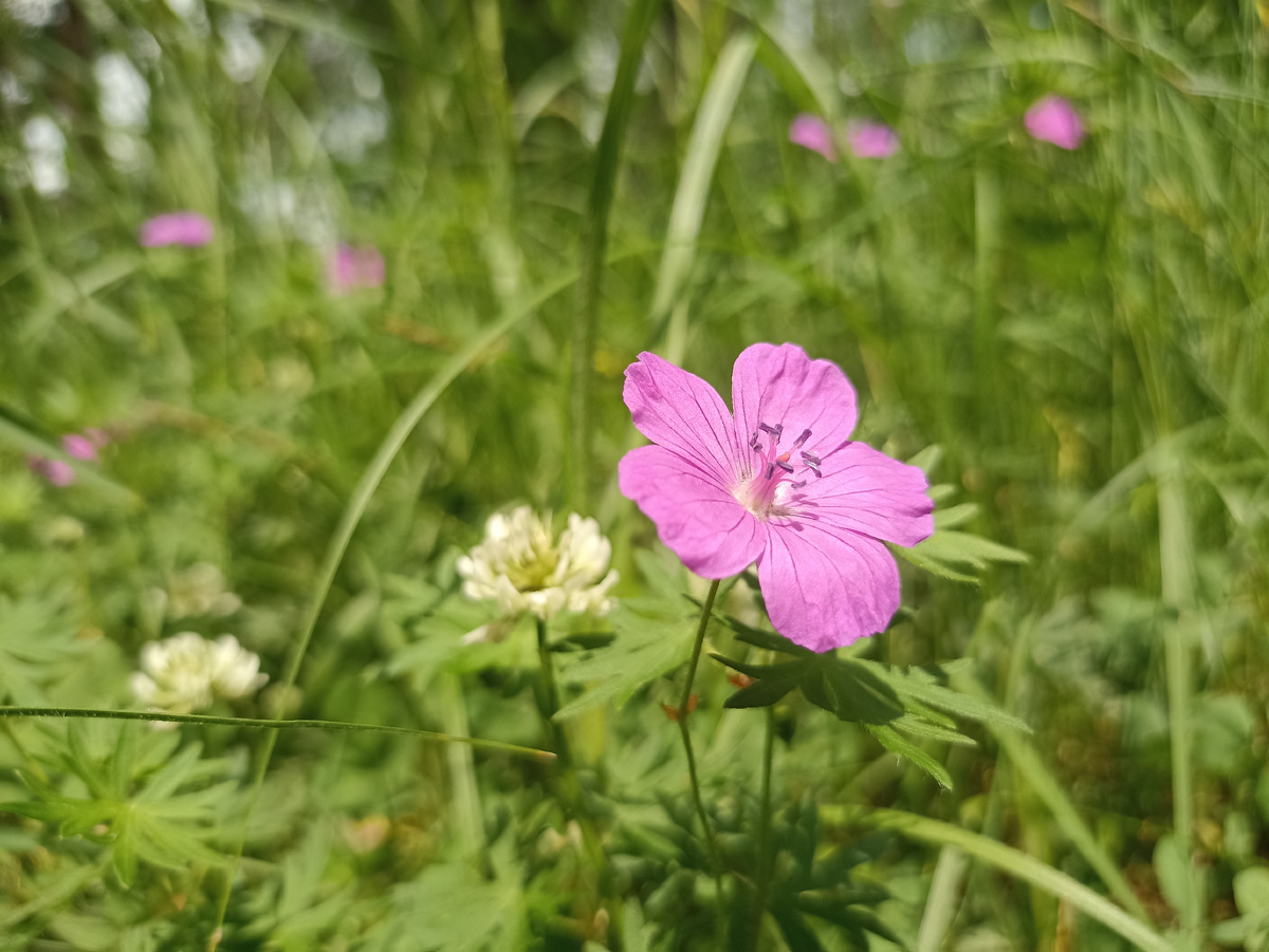 Яркие краски лета