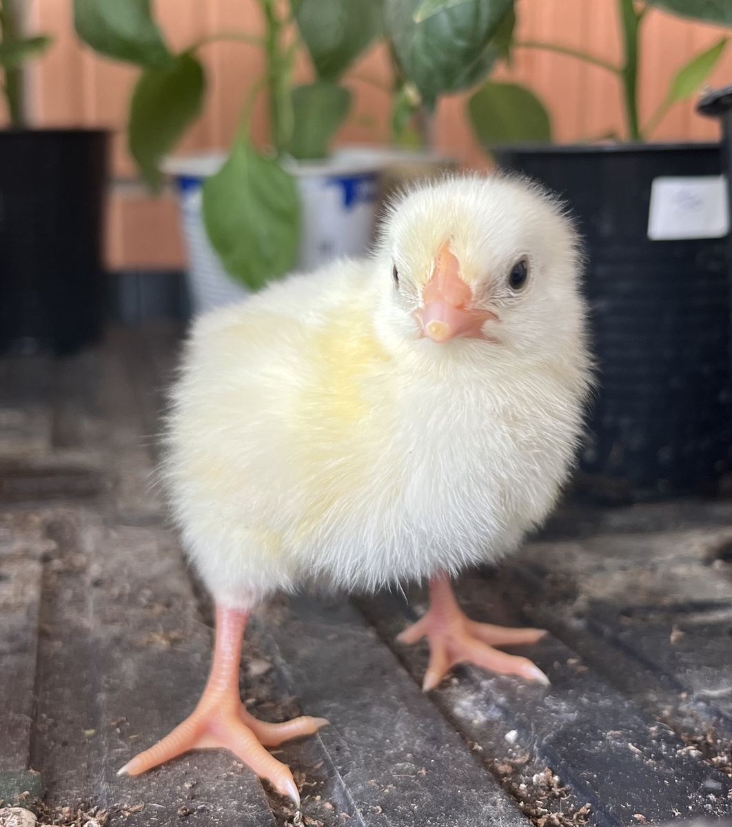 Цыпленок бройлера, двое суток от роду