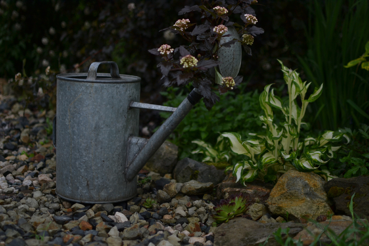 Лейка с водой, как верный пёс, ждёт свою хозяйку-садовницу