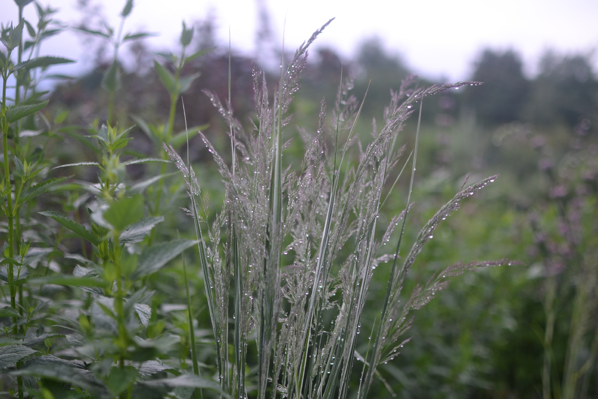 Вейник после дождя