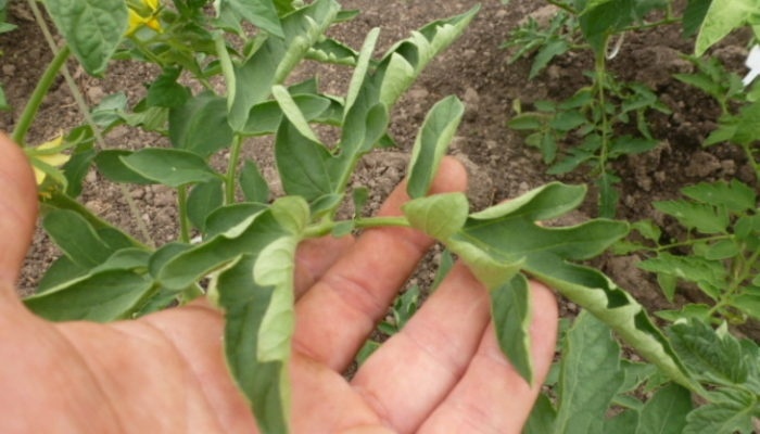 Скрученные листья томатов. 