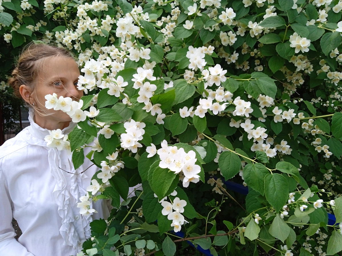 Автор и чужой чубушник в городе