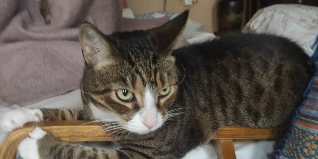 Эрмитаж позаботится о котиках своей старейшей сотрудницы