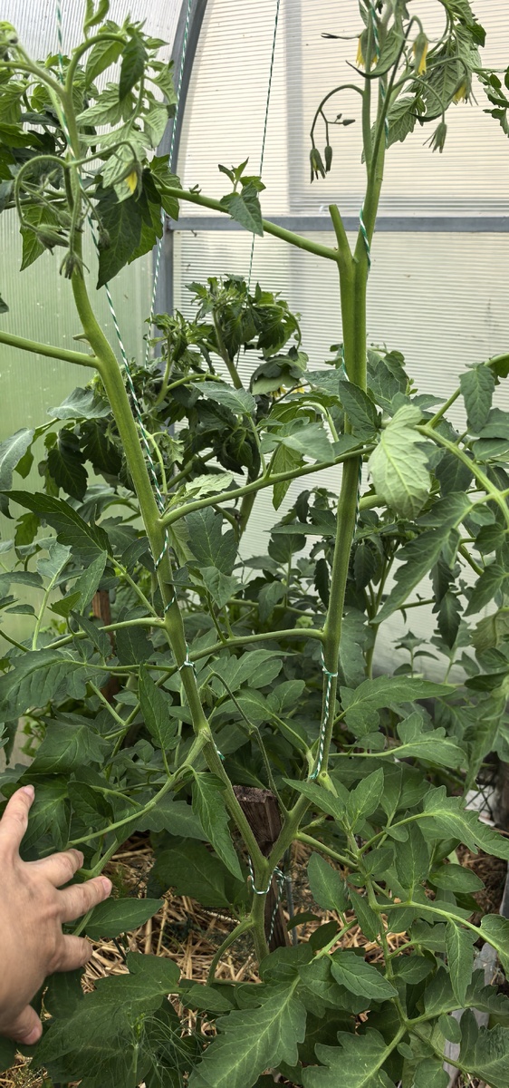 Формировка в 2 стебля