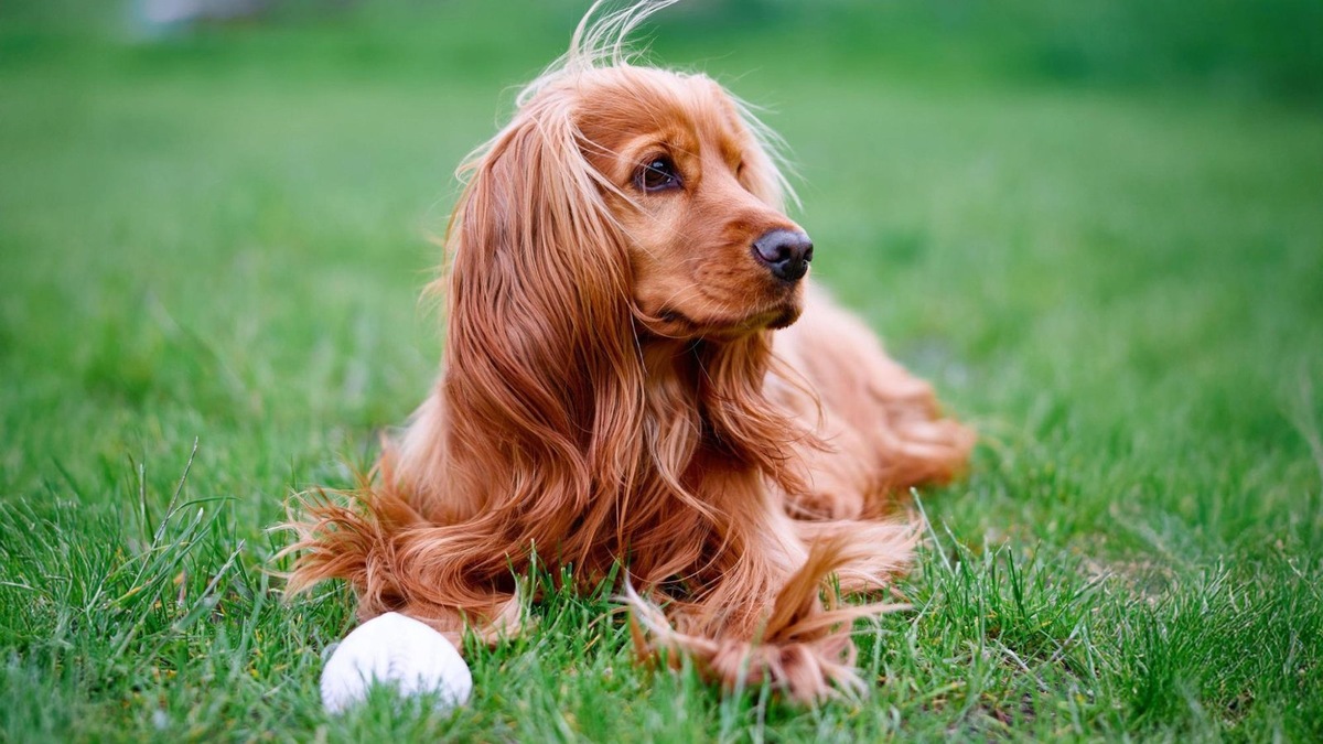    Кокер-спаниели обожают бегать и играть — у них сильный охотничий инстинкт и энергия на весь день.