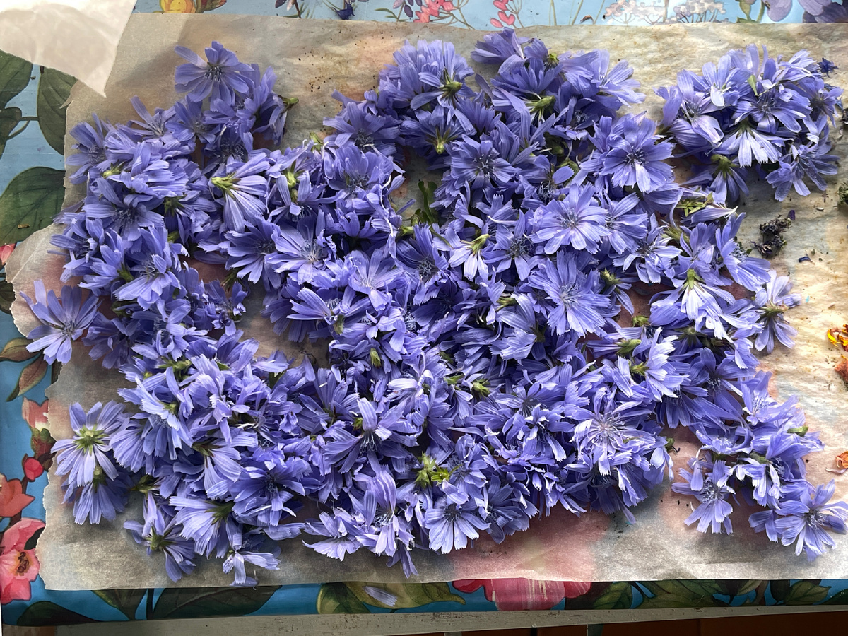 И цикорий, как же без него 