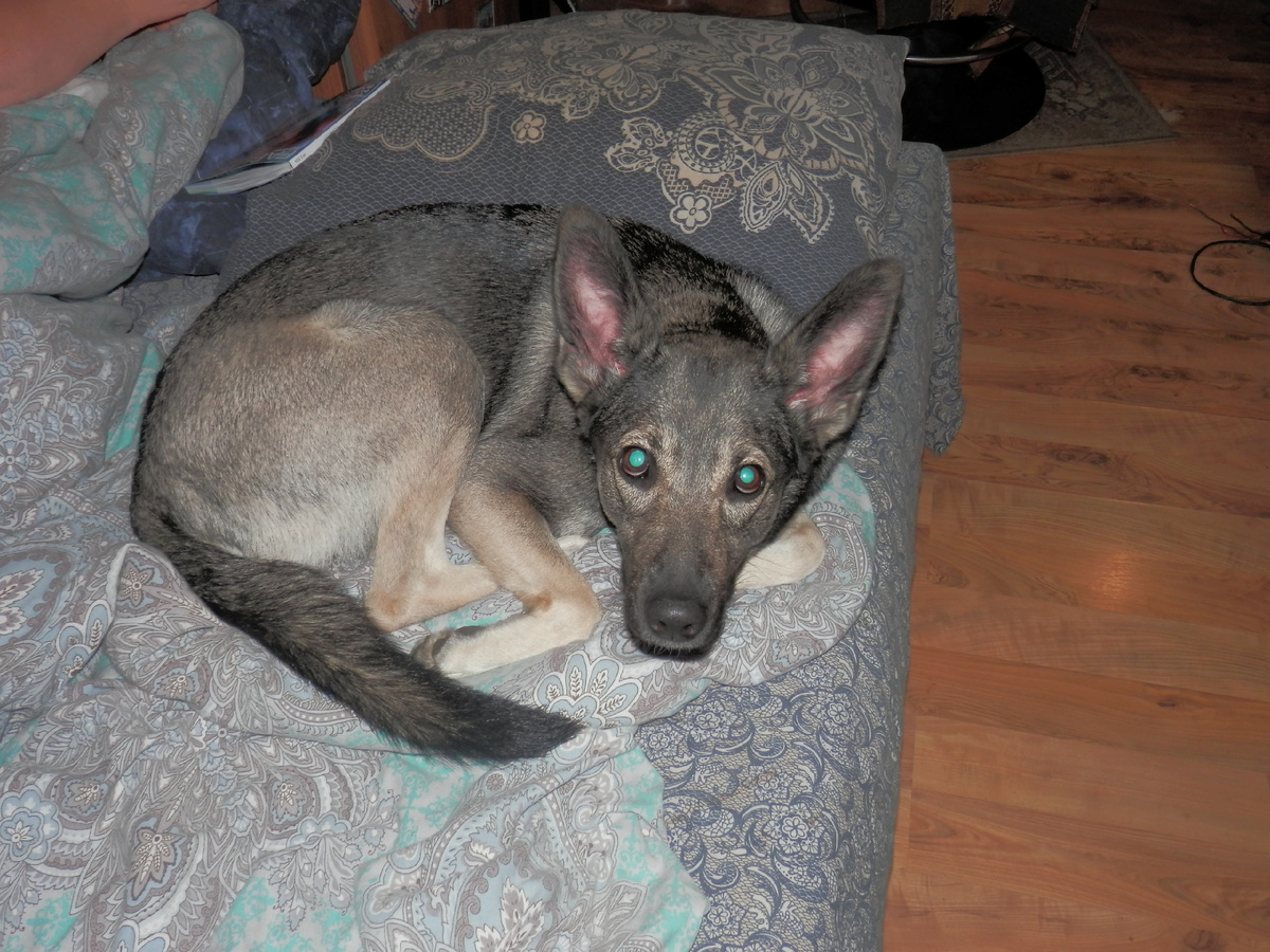 Варда МКII. Первая была ещё в 90-х. Её фото, к сожалению, не сохранилось.