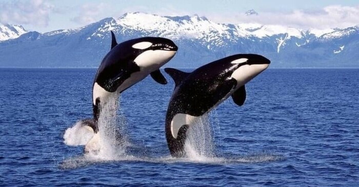 Косатки на людей не нападают. /Фото: pikabu.ru.