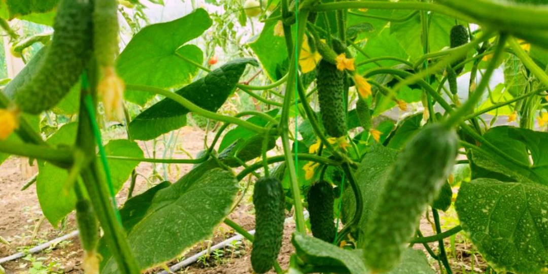 🔥 1 АСПИРИН НА 5 Л! ОПРЫСКИВАЮ ОГУРЦЫ КАЖДЫЕ 7 ДНЕЙ — ПЛЕТИ ЛОМЯТСЯ ОТ УРОЖАЯ! Зеленцы наливаются быстрее