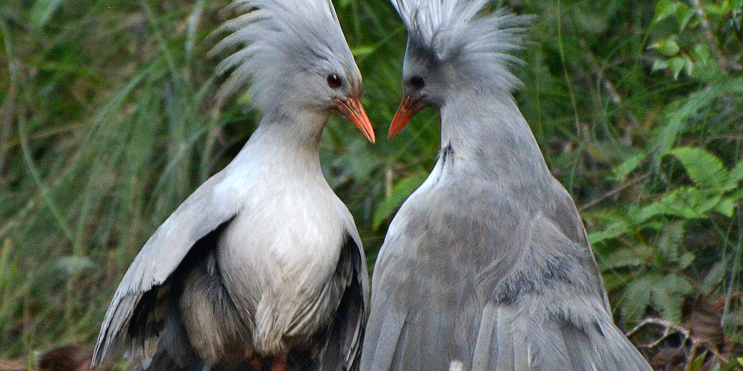 Сирота в мире птиц: кагу