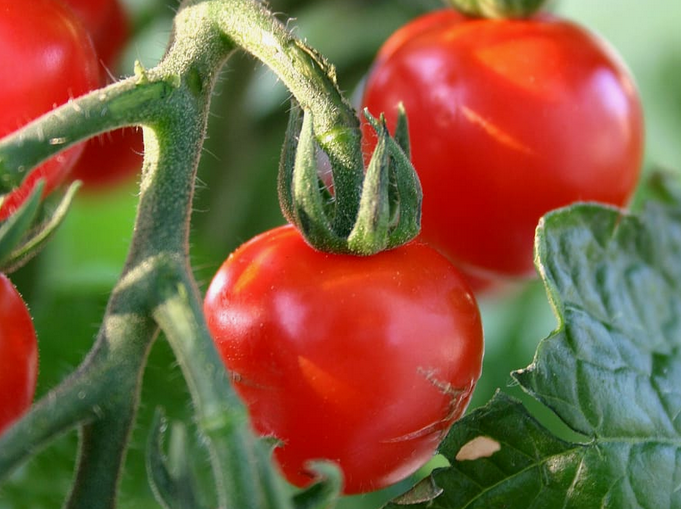 Красивые помидоры