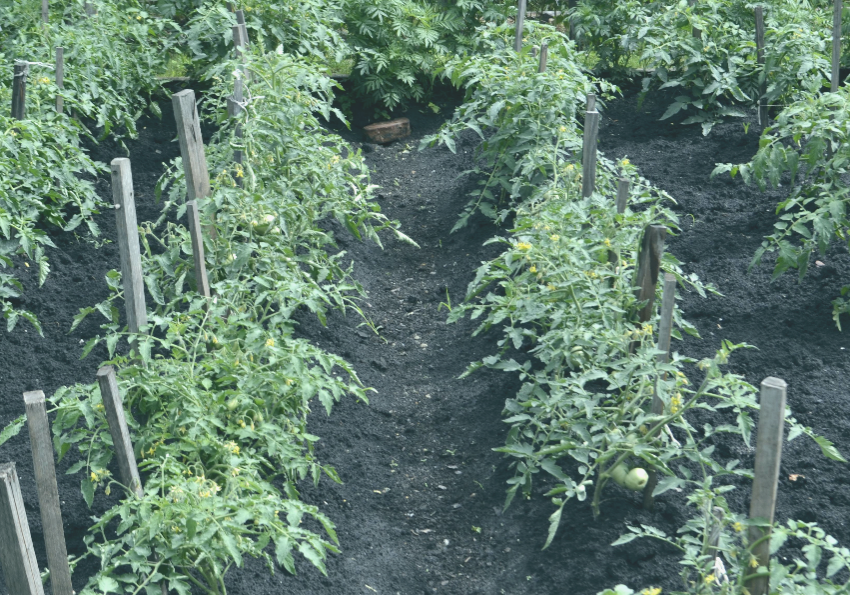 Грядки томатов