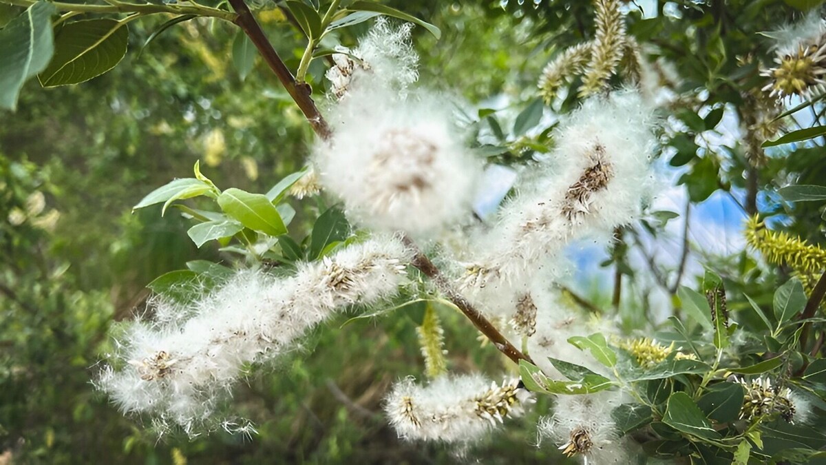     Источник: 1MI