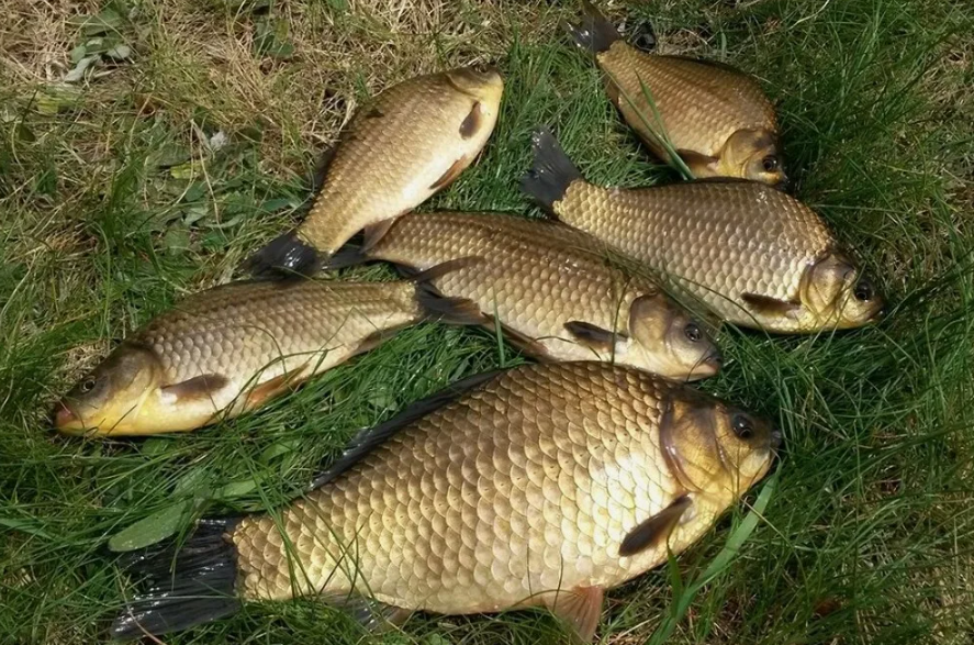 Караси пойманные на опарыш с манкой. Источник фото meme-arsenal.com
