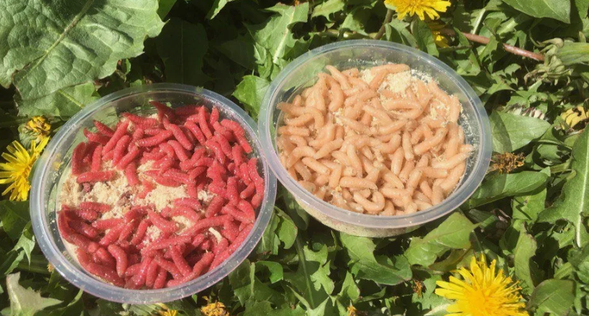 Опарыш для рыбалки. Источник фото glavtorgopt.ru