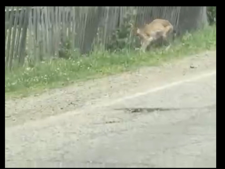   Кадр из видео