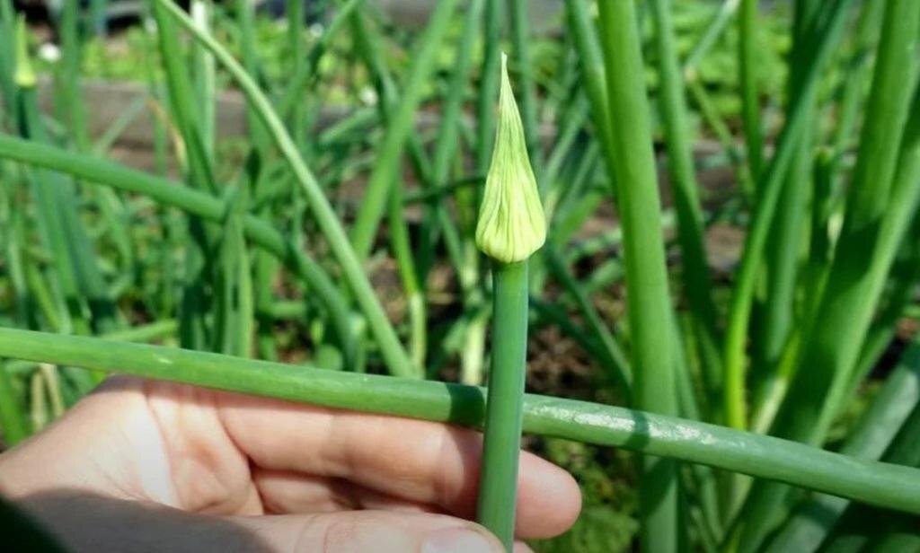 Яндекс картинки