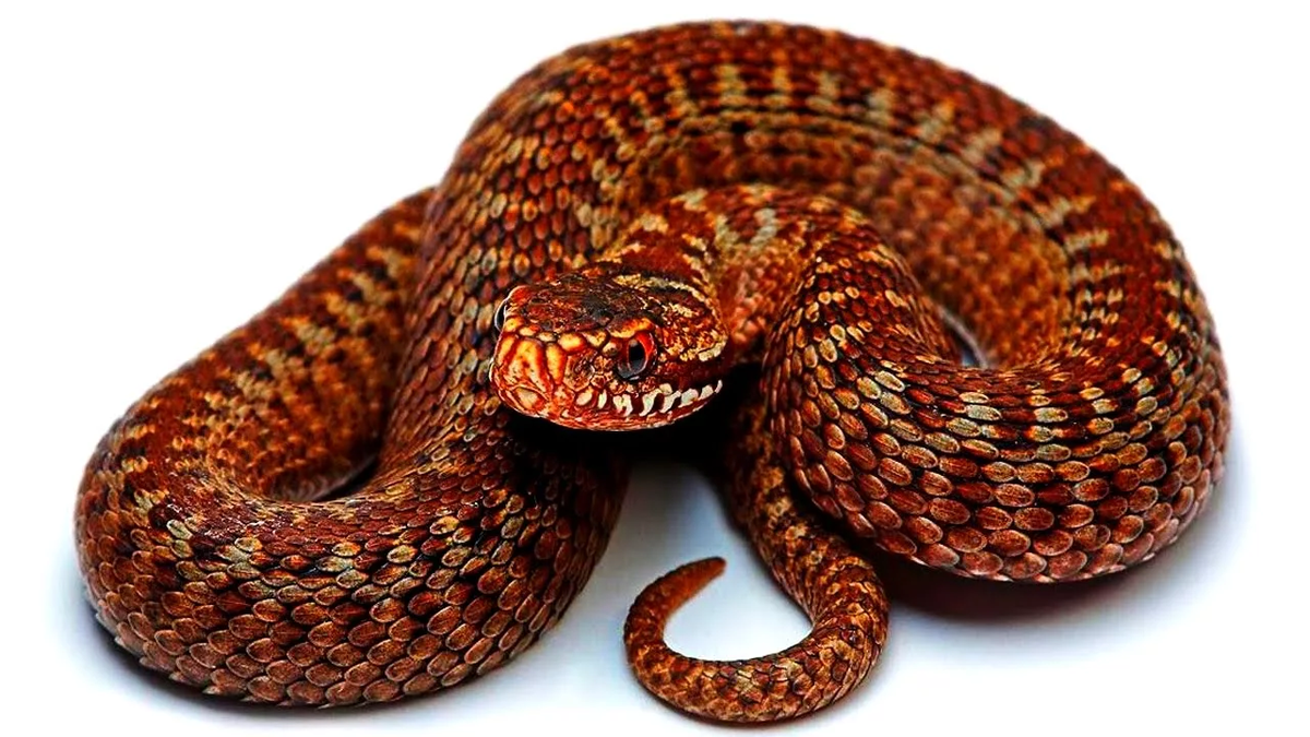 - Изображение, которое чаще всего "бьётся" как змея-огнёвка