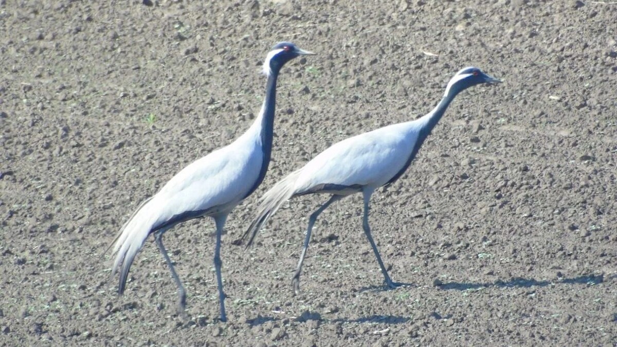     Источник: Лесопожарный центр Красноярского края