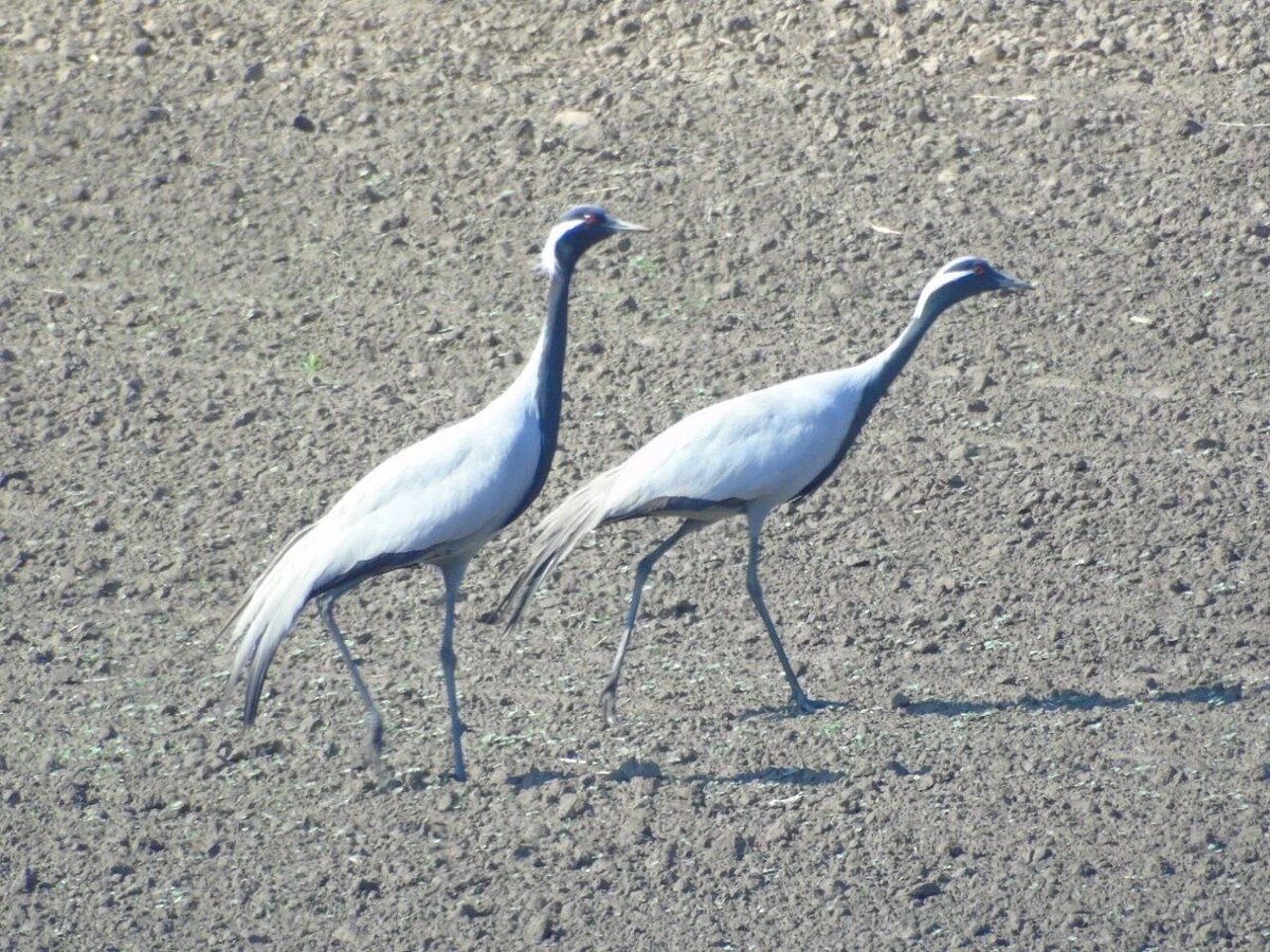     Источник: Лесопожарный центр Красноярского края