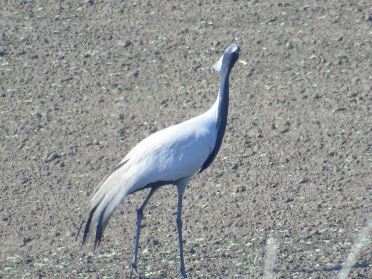     Источник: Лесопожарный центр Красноярского края