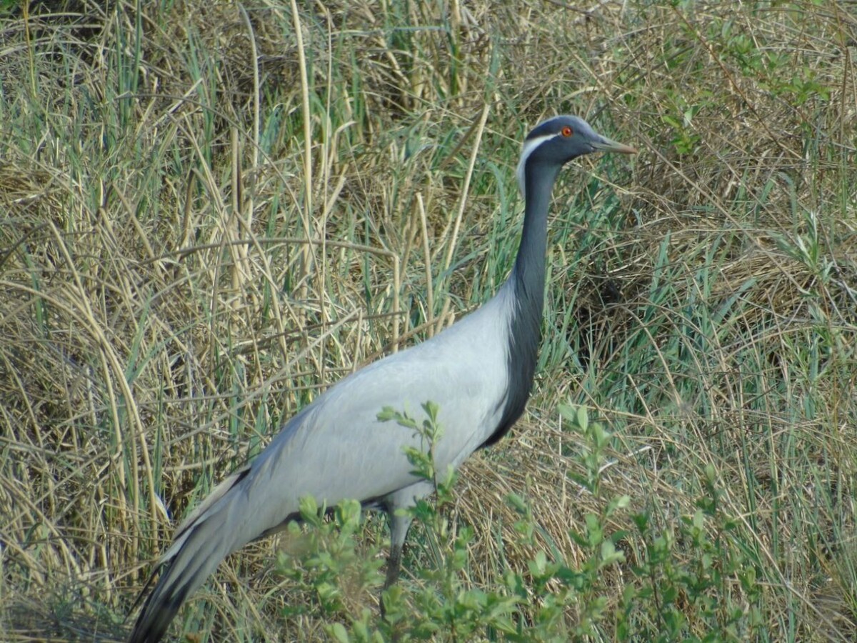     Источник: Лесопожарный центр Красноярского края