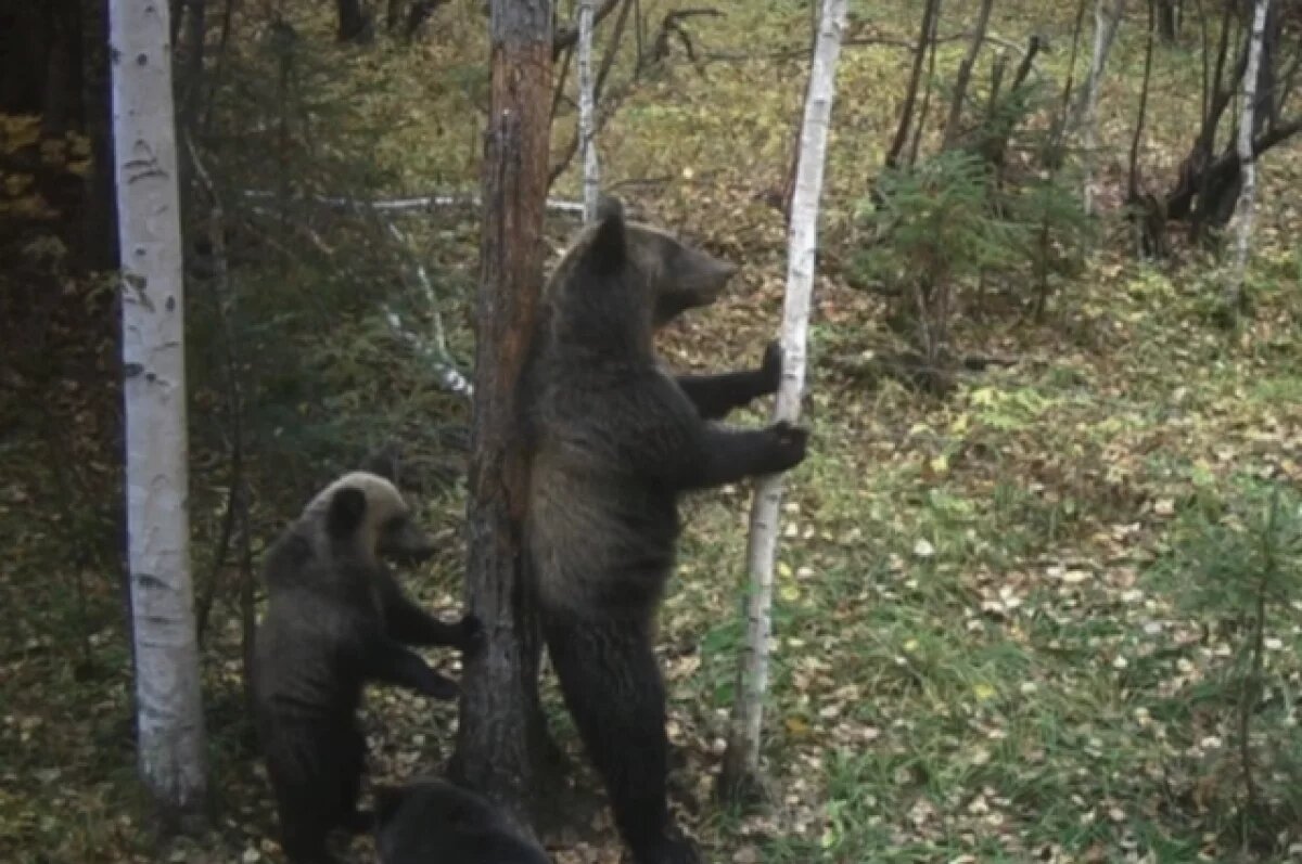    В Хабаровском крае медведи настроили тайную соцсеть в тайге