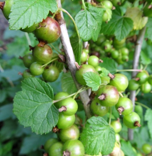 Про смородину: 3 бесполезные и “модные” подкормки в июне - и смородина мельчает, мягкая, несладкая. И хвори приходят: агрономы советуют